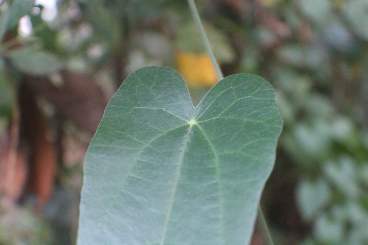 Cyclea peltata (Lam.) Hook.f. & Thomson